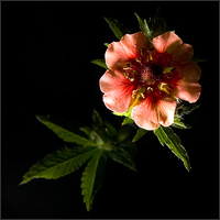 Цветы | PhotoNet.su | Фотограф 
