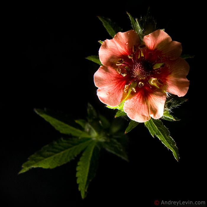 Цветы | PhotoNet.su | Фотограф 